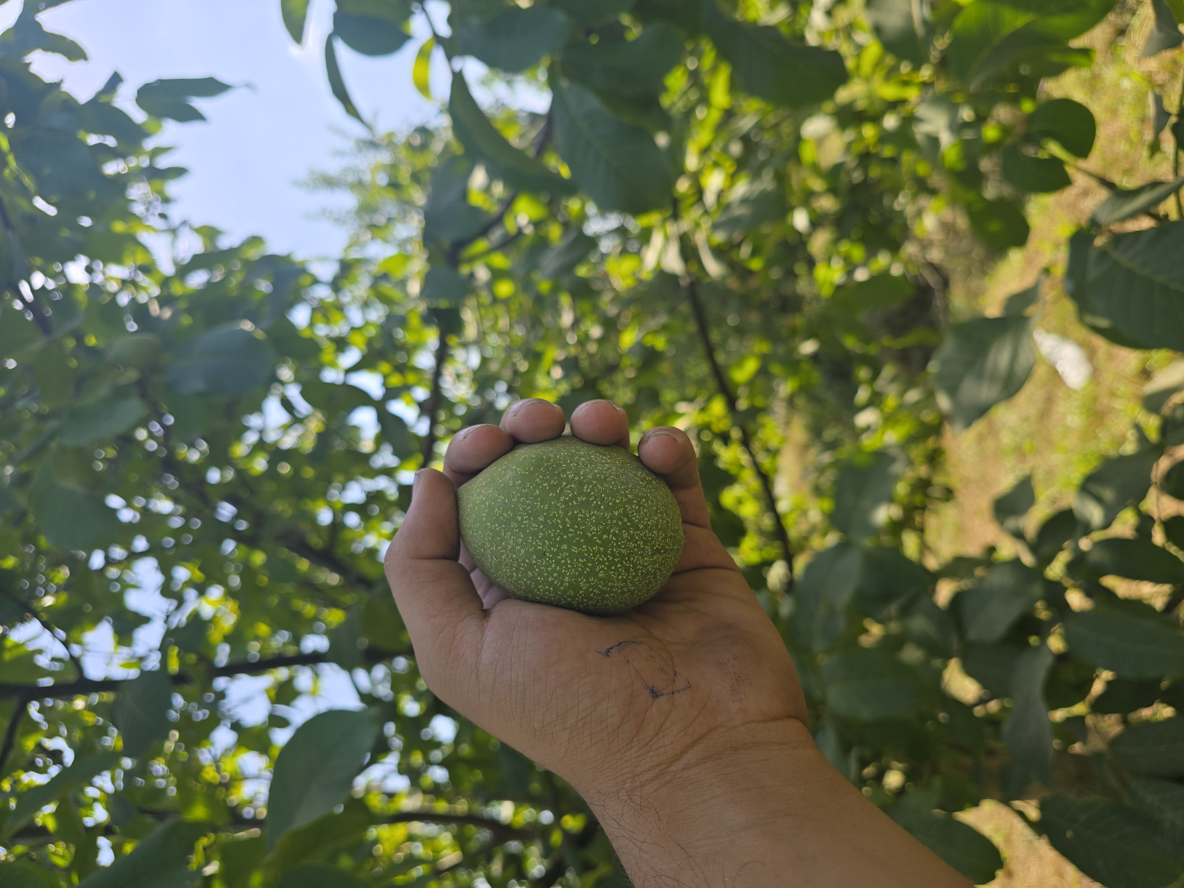 خرید نهال گردو آلسای آمریکایی