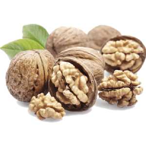 خرید نهال گردو اسراییلی پیوندی