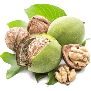 خرید نهال گردو هارتلی پیوندی