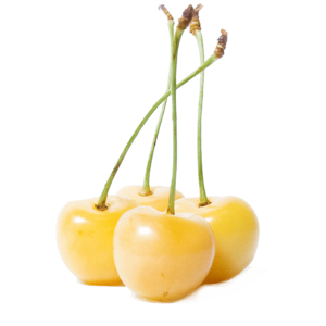 خرید نهال گیلاس زرد پیوندی