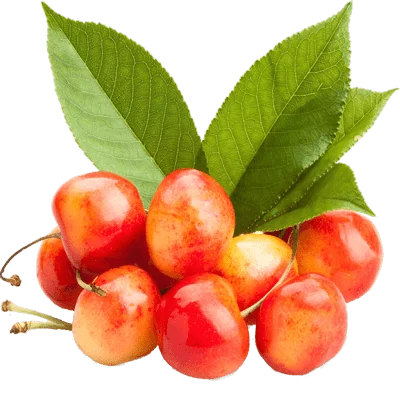 خرید نهال گیلاس هارت پیوندی