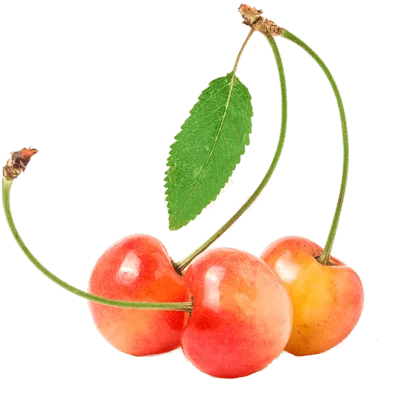خرید نهال گیلاس مارگارت پیوندی
