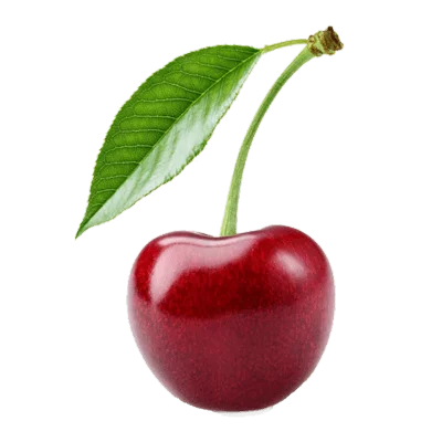 خرید نهال گیلاس شیشه ای پیوندی