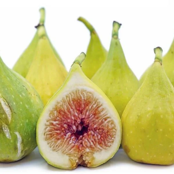 خرید نهال انجیر گلابی پیوندیی