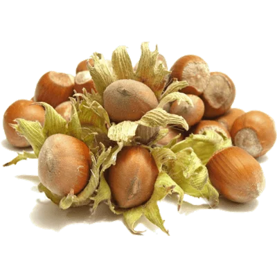 خرید نهال فندق قزوین