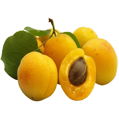 خرید نهال زردآلو تبرزه پیوندی