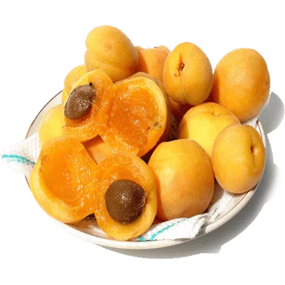 خرید نهال زردآلو شکرپاره