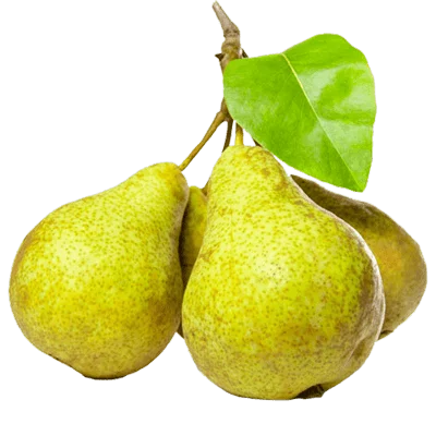 خرید نهال گلابی سیبری