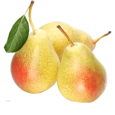خرید نهال گلابی اسپادانا