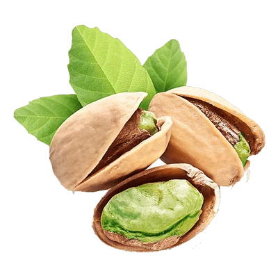 خرید نهال پسته اسرائیلی