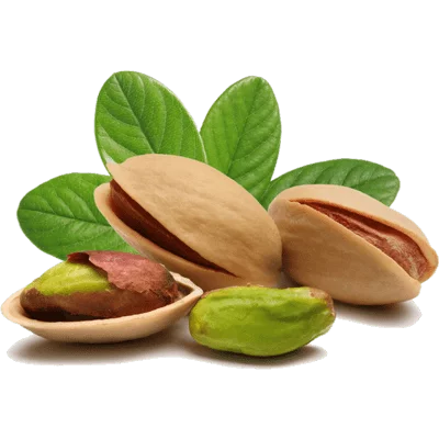 خرید نهال پسته رفسنجان