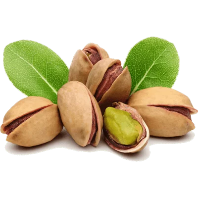 خرید نهال پسته احمد آقایی