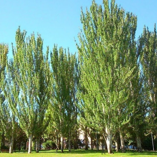 خرید نهال کبوده