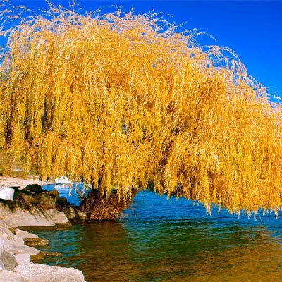 خرید نهال بید مجنون زرد