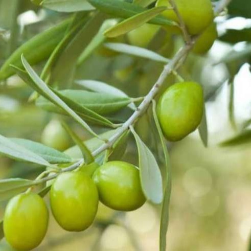 خرید نهال زیتون اسپانیایی