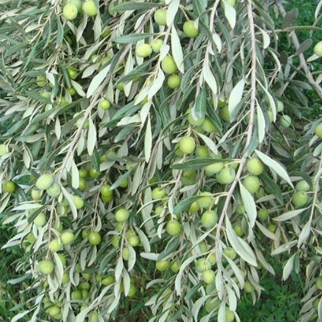 خرید نهال زیتون ماری