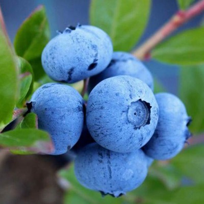 خرید نهال بلوبری