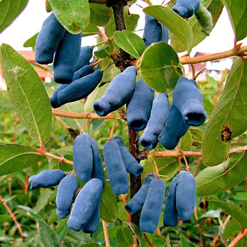 خرید نهال هانی بری