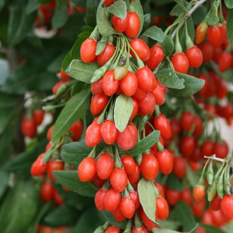 خرید نهال گوجی بری