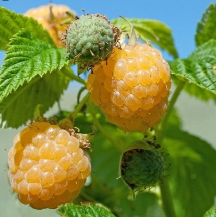 خرید نهال رزبری زرد